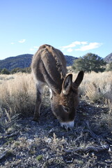 Free range donkey grazing in high mountain desert terrain