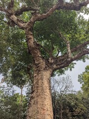 Fototapeta premium big kepuh tree trunk