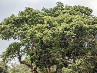 plants with dense branches and leaves