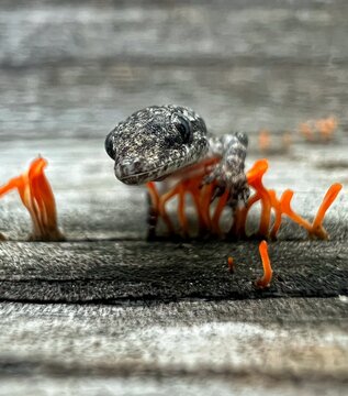 Close-up of a gray gecko standing on a weathered wooden surface with vibrant orange fungi. The shallow depth of field highlights the gecko&rsquo;s textured skin and focused gaze.