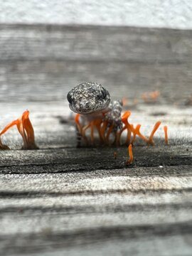 Close-up of a gray gecko standing on a weathered wooden surface with vibrant orange fungi. The shallow depth of field highlights the gecko&rsquo;s textured skin and focused gaze.