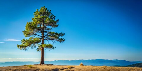 Obraz premium Solitary pine tree standing tall against vast blue backdrop in serene landscape