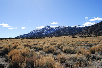 Lush evergreens on mountains with bright blue sky and sagebrush in the foreground