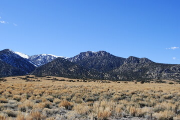 Lush evergreens on mountains with bright blue sky and sagebrush in the foreground
