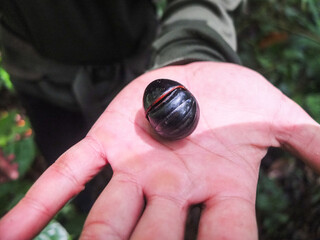  Giant Pill Bug, or Pill Millipede, in Tanjung Puting National Park, Borneo, Central Kalimantan,...