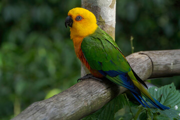 Perico dorado (Aratinga jandaya) en las cataratas del iguazu.