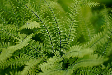 Maidenhair Ferns in the Temperate Rainforest