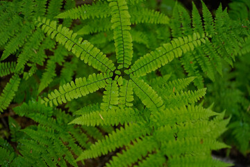 Maidenhair Ferns in the Temperate Rainforest