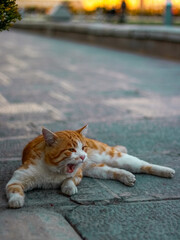 Orange cat in street