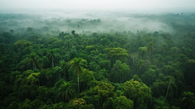 Forest conservation in conflict zones, depicting efforts to protect forests in regions affected by conflict, emphasizing the challenges and importance of conservation in these fragile areas.