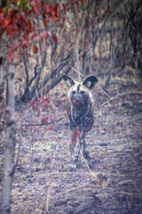African wild dog in the forest with red leaves visible