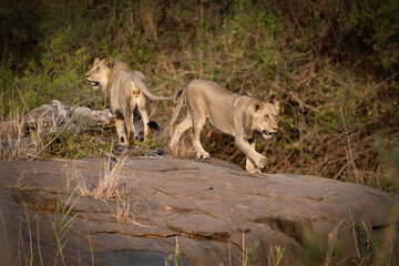 Two young lions walking on rocky terrain in nature.