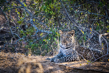 Leopard resting on the ground in a dense forest area.