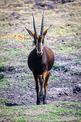 A sable antelope standing in a grassy open field.