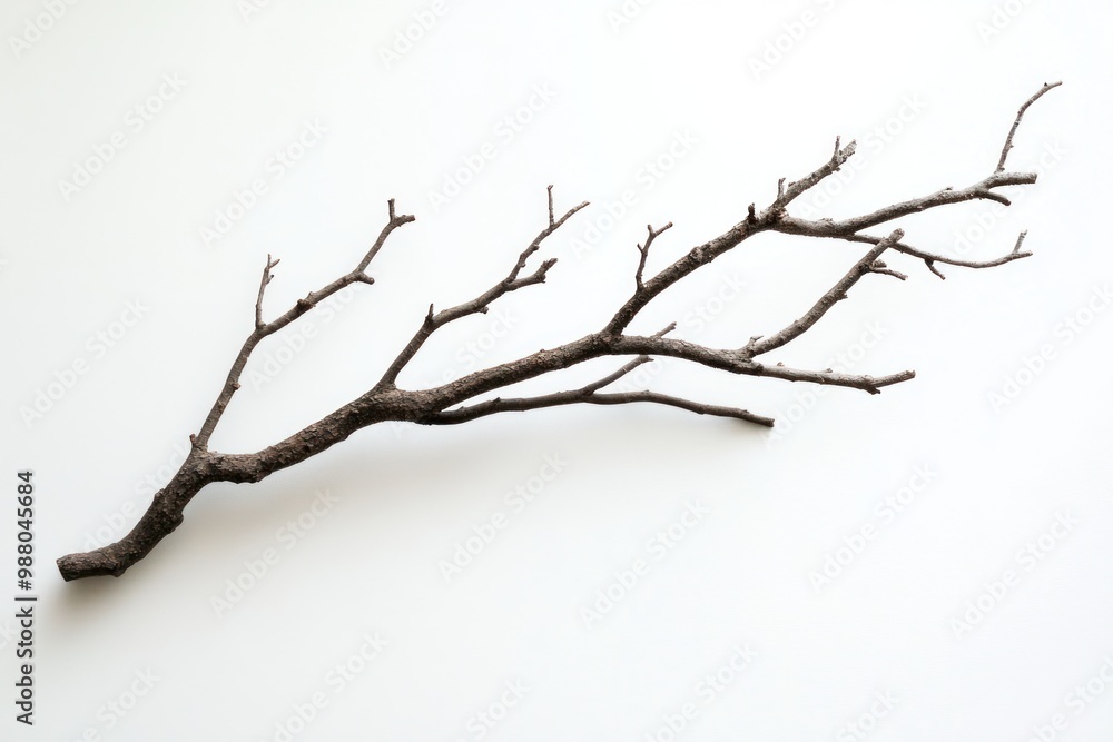 Aufkleber tree branch as a design motif on solid white background, single object