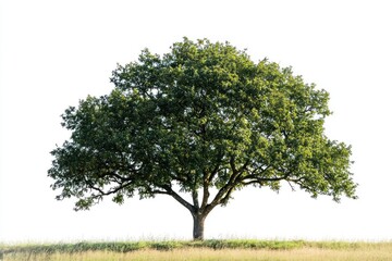 Fototapeta premium Tree background with subtle details on solid white background, single object