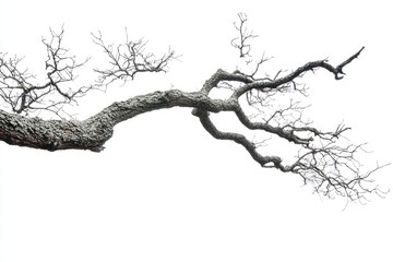 Obraz premium Tree branch against sky on solid white background, single object