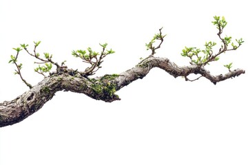 Fototapeta premium Tree branch in bonsai culture on solid white background, single object