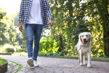 Owner walking with cute Golden Retriever dog outdoors, closeup