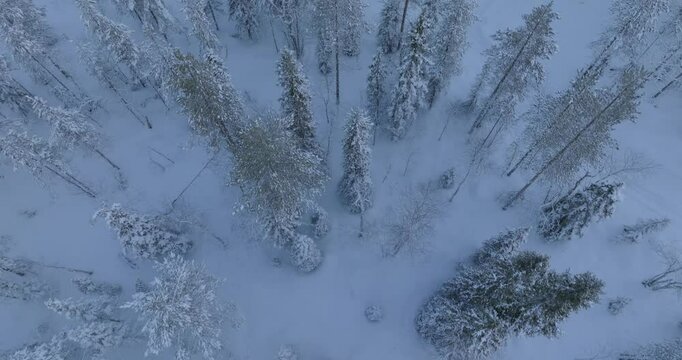 arboles nevados vistos desde arriba