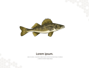 Walleye vector art for wall decoration landscape