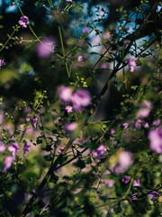 Spring flowers in the garden