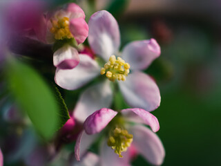 Spring blossom in the park