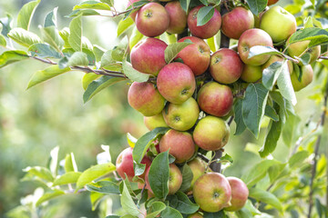 Apple trees with ripe red apples in the garden. Natural red apples on branches of trees. Autumn apple orchard. Red juicy apples in apple orchard.