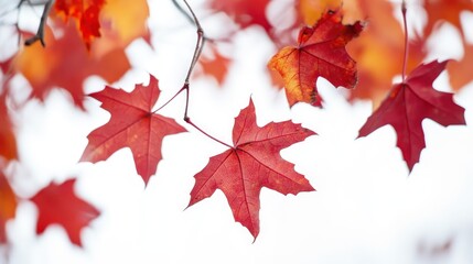 Vibrant red maple leaves against a soft background, showcasing autumn beauty.