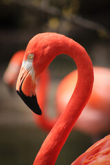 pink flamingo portrait
