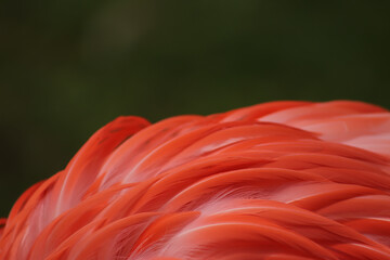 close up of a flamingo