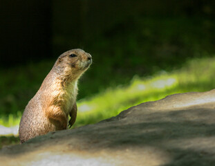 prairie dog 
