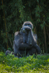 The thinker: primate