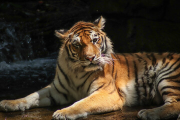 tiger in zoo