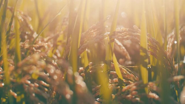 Ears of rice plants swaying in wind in a paddy field in autumn or fall, Agriculture or cultivate, 4K slow motion	