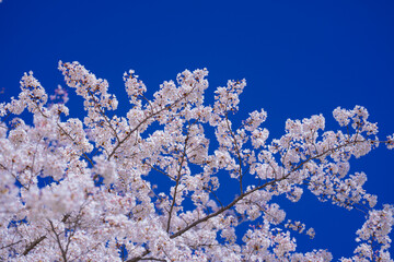 Spring background. Blooming cherry blossom over blue sky. Blooming Trees. Blooming spring flowers. Springtime blooming trees.