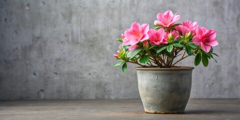 Pink azalea flower blooming beautifully in a small concrete pot, pink, azalea, flower, bloom, beautiful, small, concrete, pot