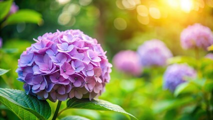 Fototapeta premium Hydrangea flower in a public park garden medium shot, hydrangea, flower, garden, public park, nature, bloom, pink, petals