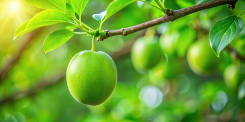 Green ripening plum hanging on a tree surrounded by lush green foliage in a garden , plum, green, ripening, tree, foliage, garden