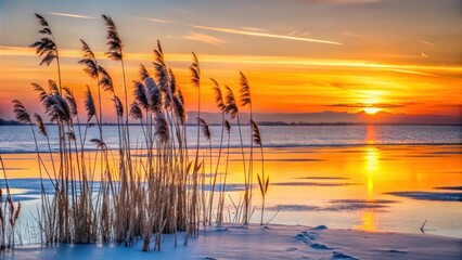 Reeds in front of frozen sea with sunset orange sky, Gulf of Bothnia, Finland, reeds, frozen, sea, shore, Gulf of Bothnia, winter