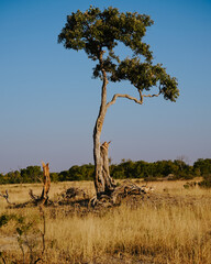 African Tree at Sunrise