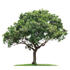 Isolated Big Tree on White Background for Design and Marketing