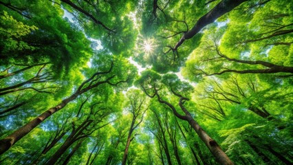 Lush green tree canopy in a dense forest , nature, trees, foliage, branches, environment, wilderness, forest, lush, green, outdoors