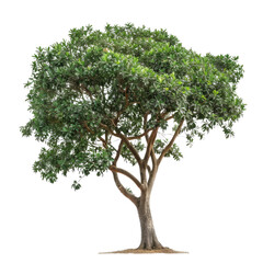 Lophostemon Confertus Tree With White Background Photography