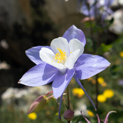 blue and white flower, Rocky Mountain Columbine flower