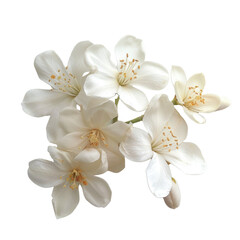 Obraz premium Realistic Macro Photography of Jasmine Flowers on White Background