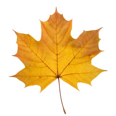 Fototapeta premium Autumn maple leaf isolated on a transparent background for versatile design use