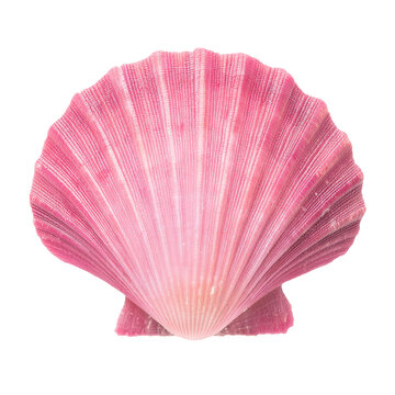 Pink scallop shell isolated on a transparent background for versatile design use
