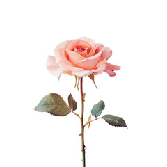 Obraz premium Pink Rose on White Background Beautiful Floral Photography