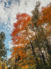 A vibrant autumn tree with red and orange leaves illuminated by sunlight against a cloudy sky, capturing the peaceful beauty of fall and the changing seasons in nature.